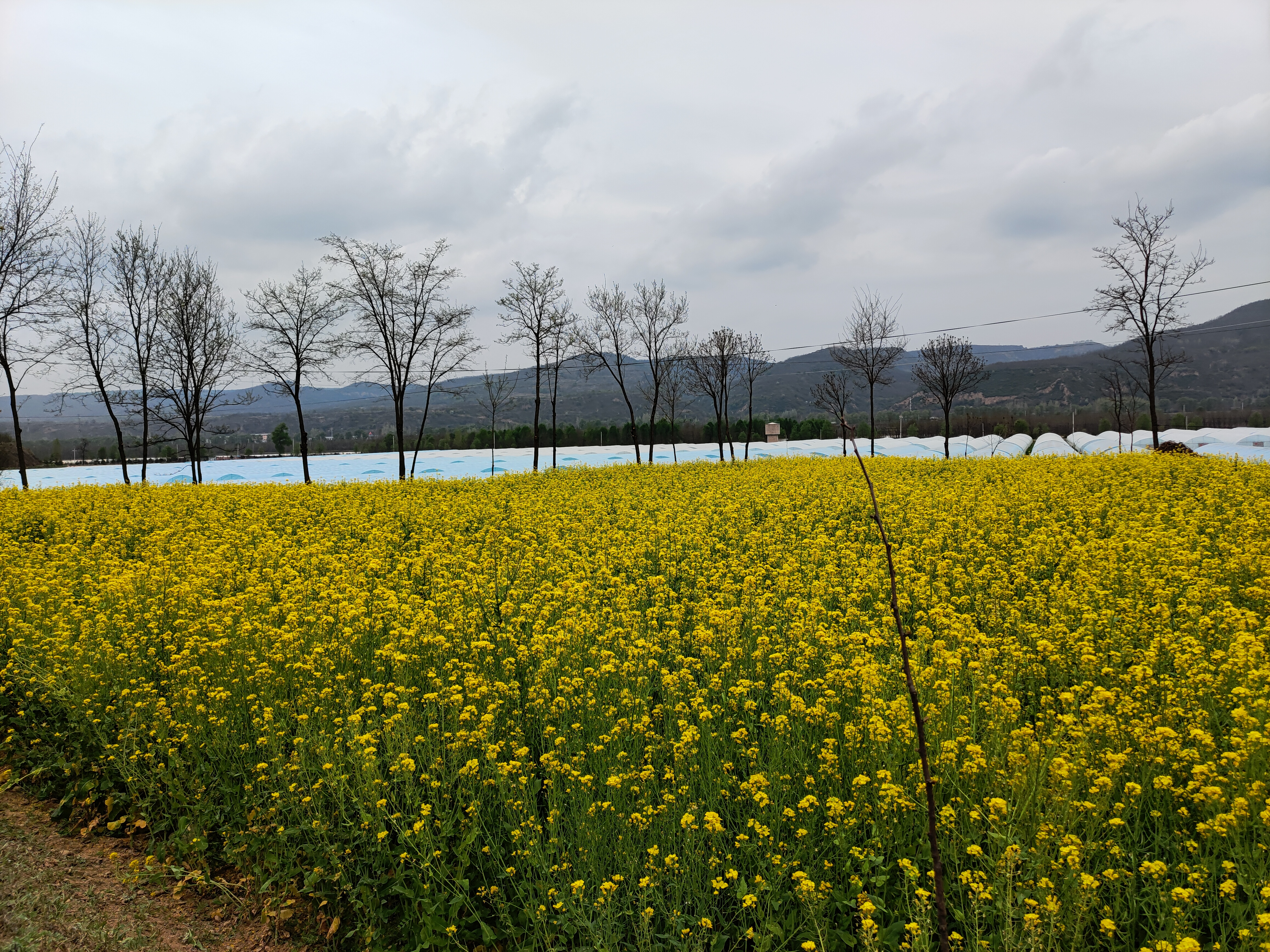 油菜花