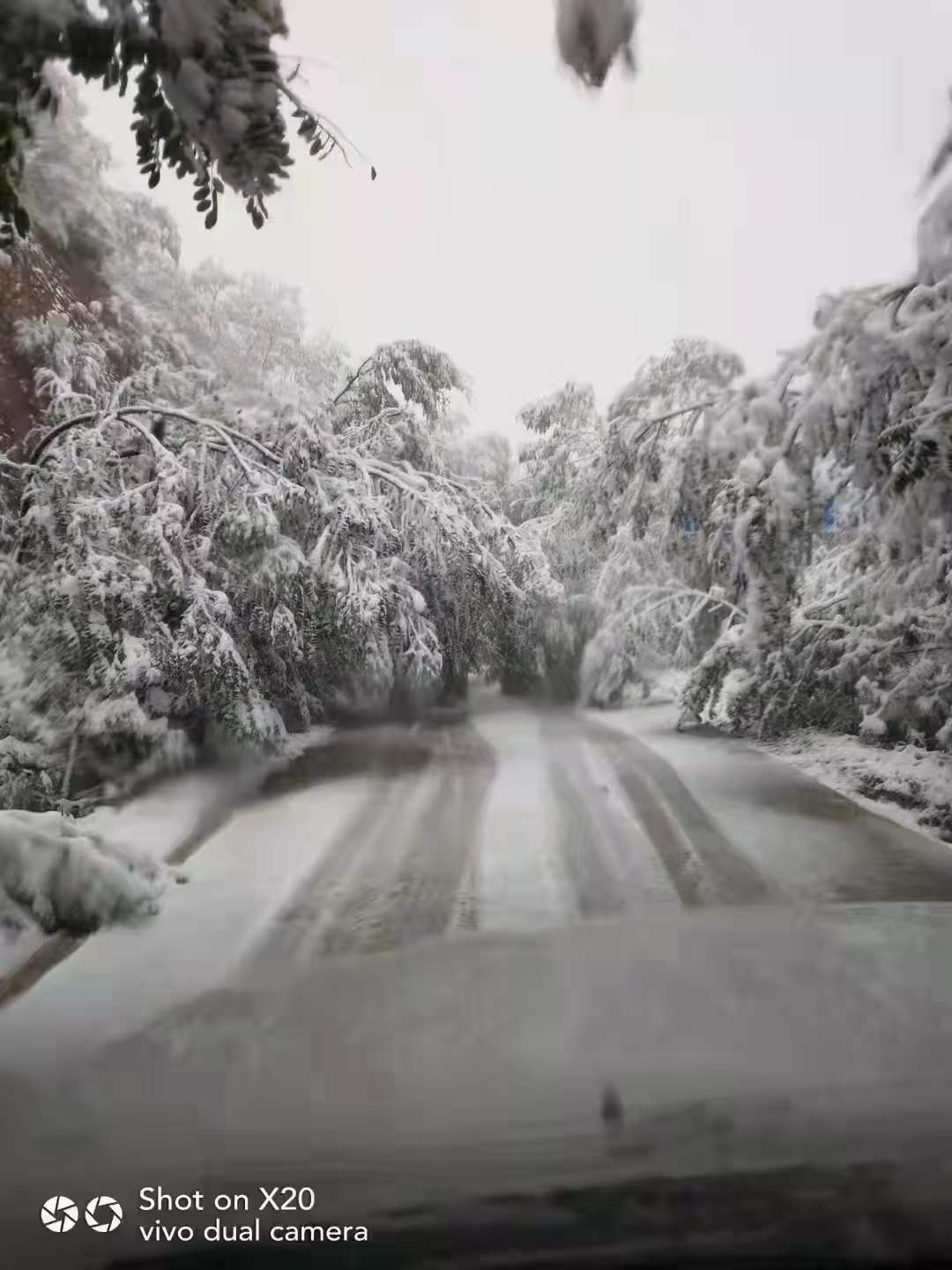 大雪压弯树枝