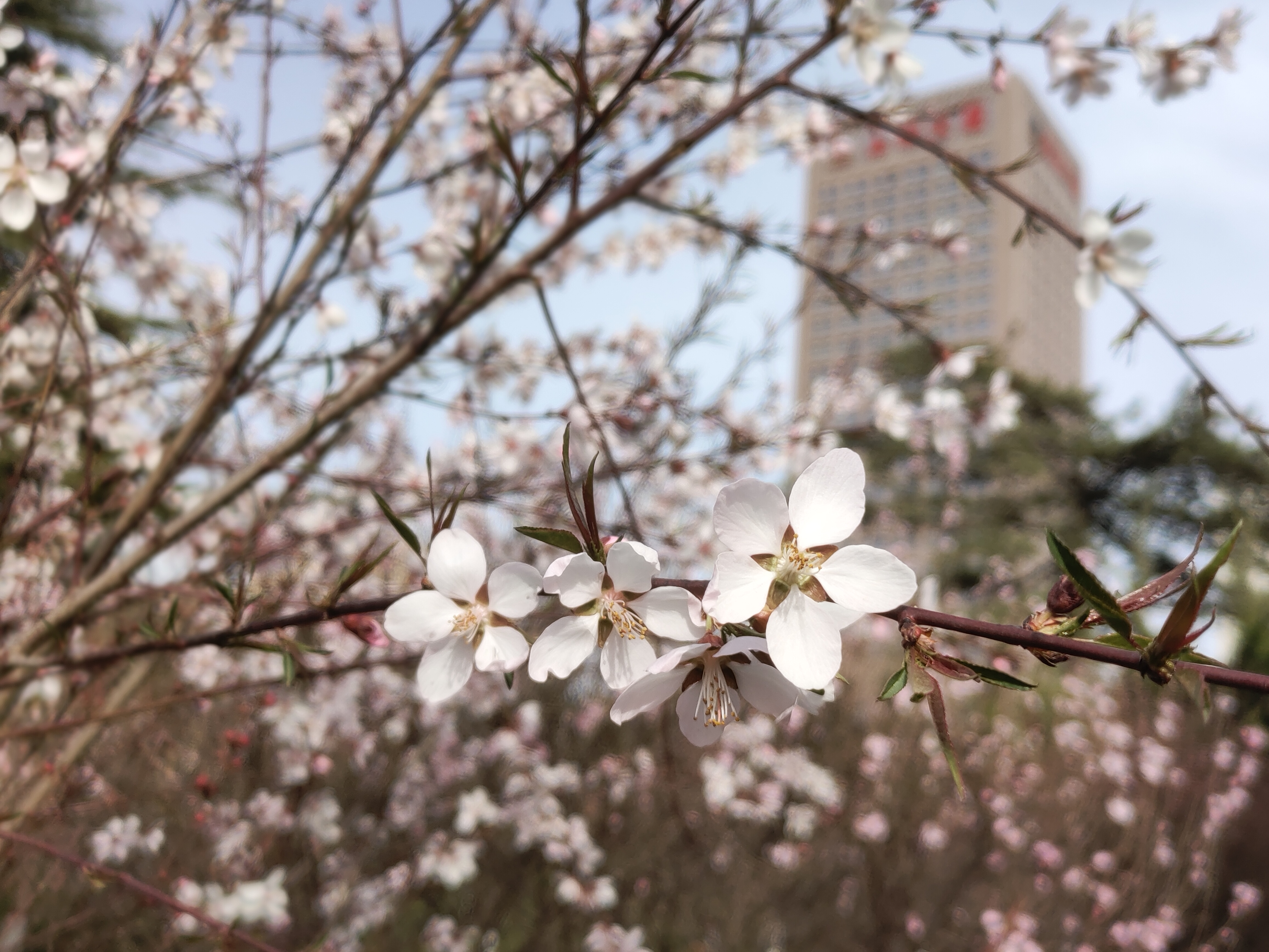 绿地广场桃花